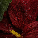Extrait d'Hibiscus.